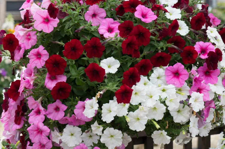 Best Trailing Petunias For Hanging Baskets